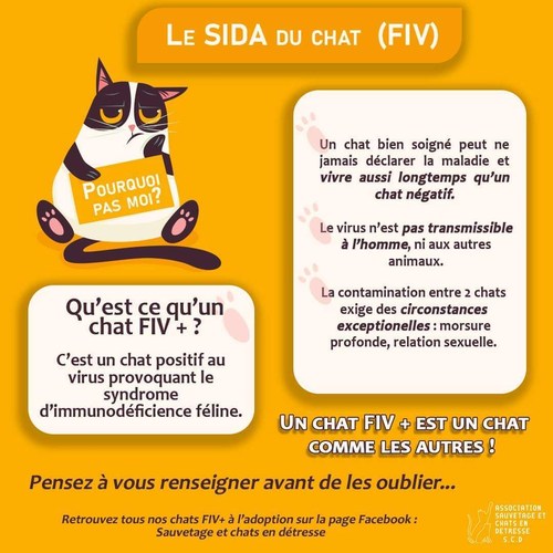 Sauvetage Et Chats En Detresse Pro Leboncoin