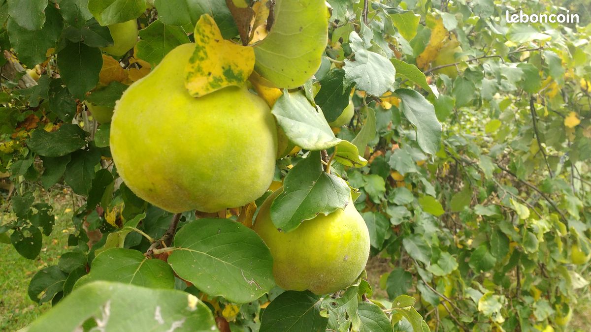 🔆 Coings frais (plateau de 8 kg) (image 3)