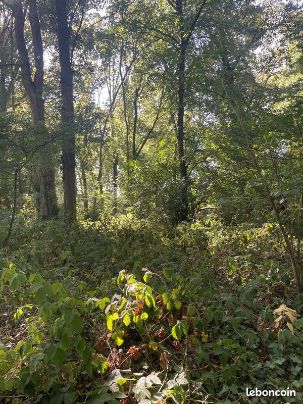 Parcelle de bois à vendre · à La Faloise · 38 500 €