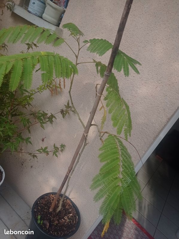 Albizia, Arbre a Soie, arbuste 3a extérieur (image 5)