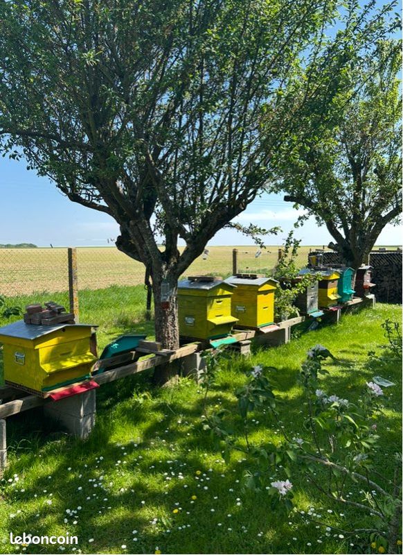 MIEL toutes fleurs 2025 (image 2)