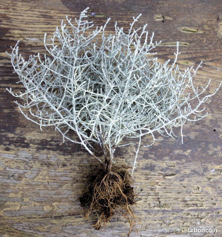 Coussin d’argent – plante fil de fer (image 4)