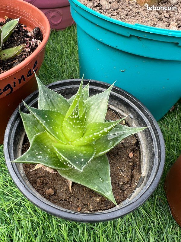 Aloe cosmo - Jardin & Plantes