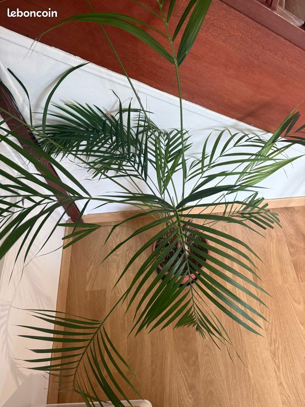 Palmier areca (image 3)