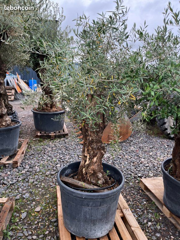 Oliviers Olea Europaea (image 1)