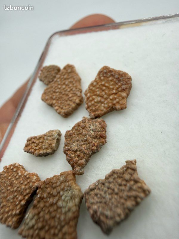 Lot de 10 fossiles coquilles de dinosaure authentique (image 8)