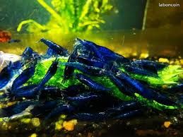 Aquarium Neocaridina (image 3)