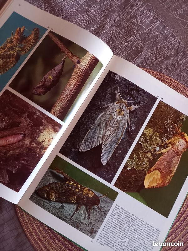 Livre documentaire sur les insectes (image 3)