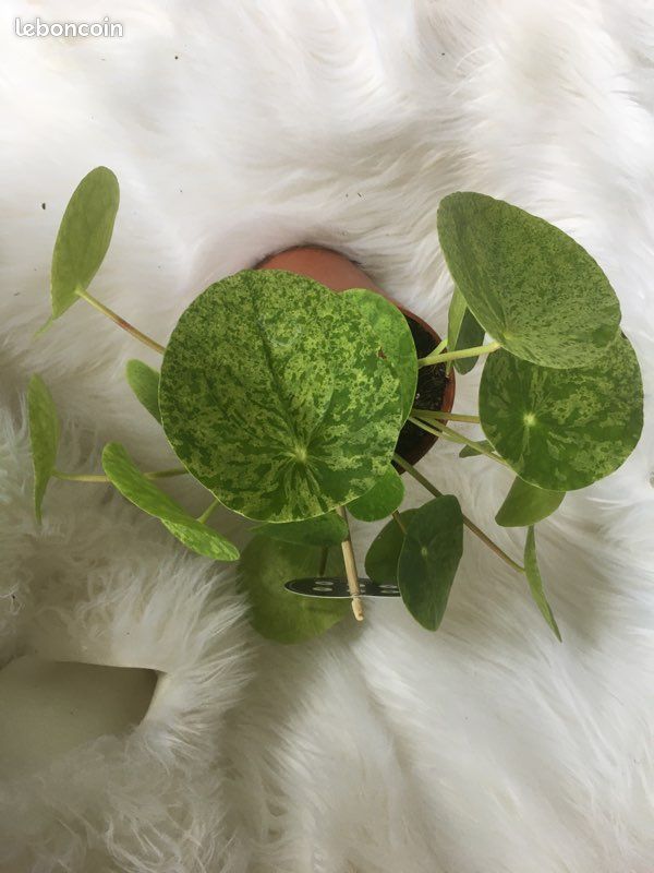 Pilea Mojito, spathiphyllum Variegata, syngonium trileaf (image 1)