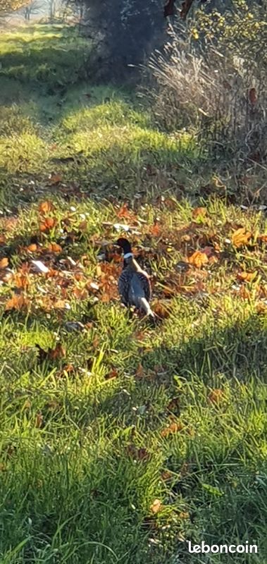 Chasse devant soi en Sologne (image 10)