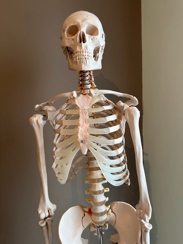 Squelette d'occasion - Annonces Materiel Medical leboncoin