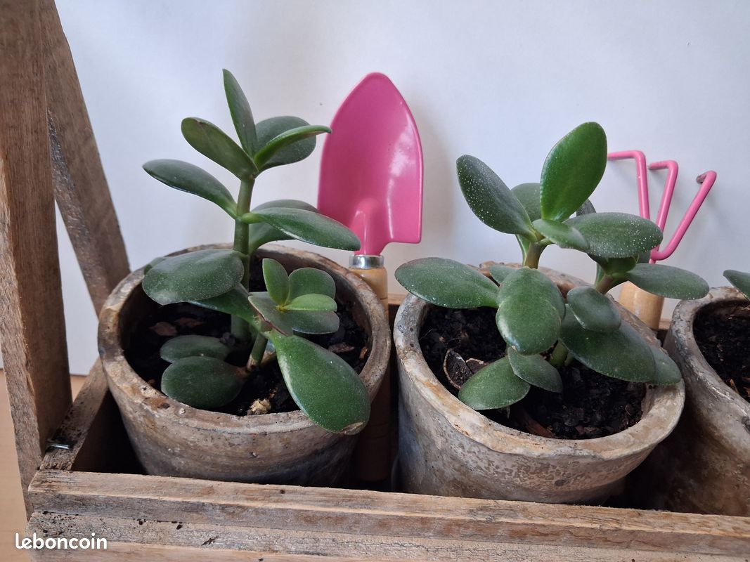 Présentoir composition crassula argentea (image 3)