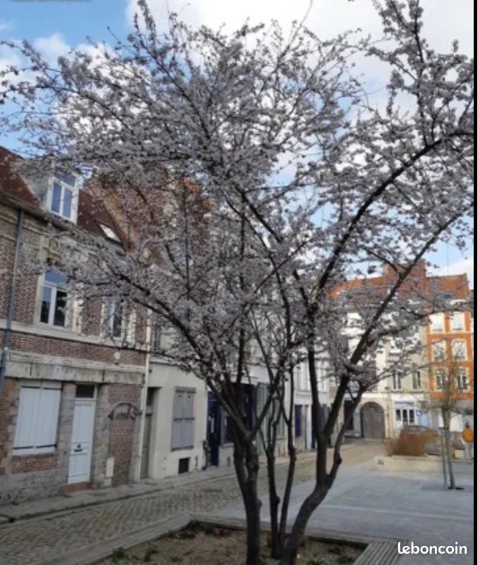 Appartement 2 pièces 44 m² · à Lille · 44 m² · 990 €/mois