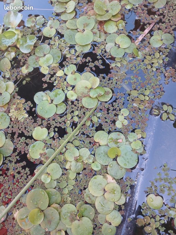 Plantes aquatiques-Grenouillettes qui grandissent dans un bassin extérieur avec poissons rouges (image 1)