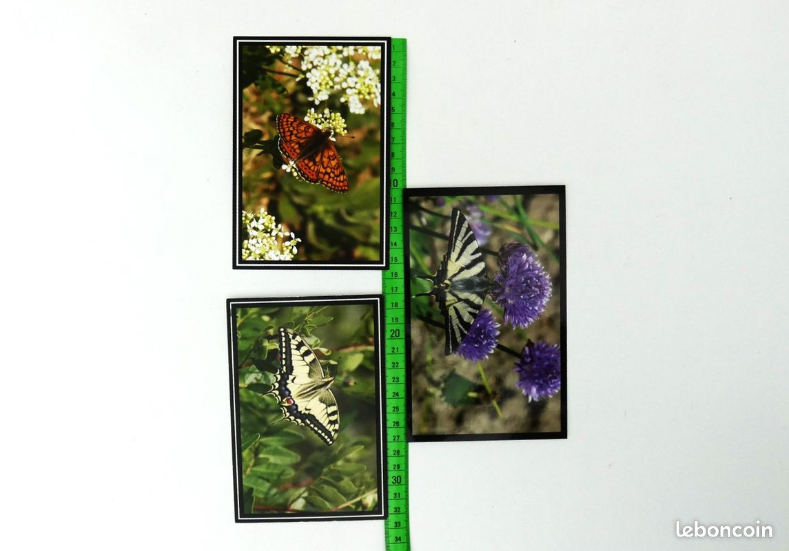 Vieille Carte Postale Avec Trois Beaux Papillons De Nuit - Super Pour Déco Ou Collection