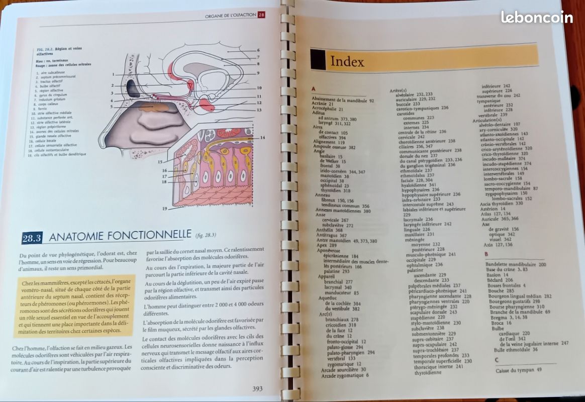 Livre photocopié Anatomie Kamina tome 2 (image 3)