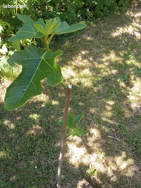 Beau figuier en pot culture de 2 ans taillé pour 1/2 tige bifère origine Nieul sur l'Autize en Vendée figue forme allongées très productif Pas d'envoi (image 1)