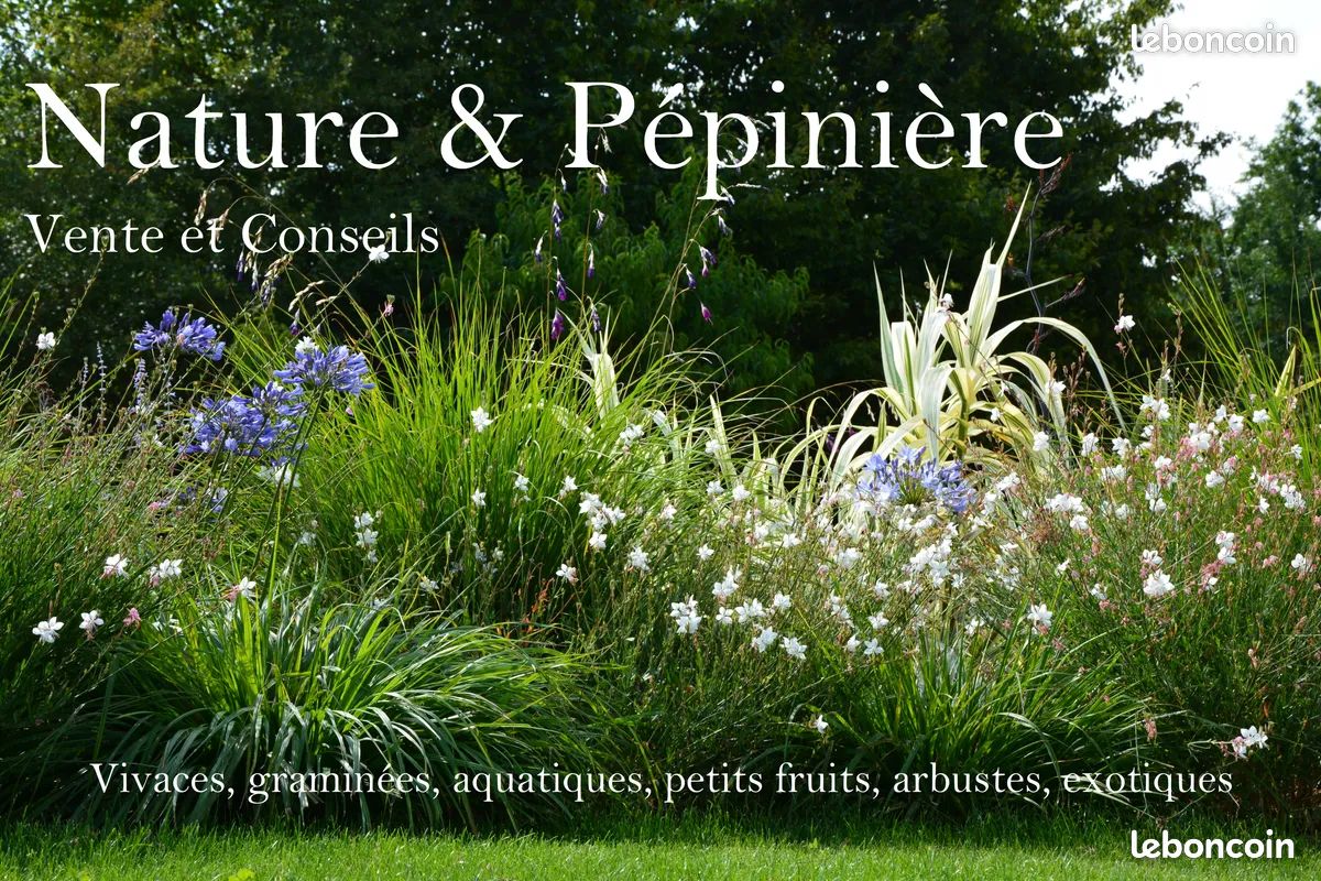 Nombreuses plantes vivaces graminées exotique arbustes (image 4)