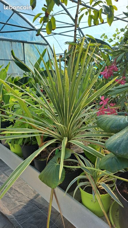 Plantes exotiques (image 4)