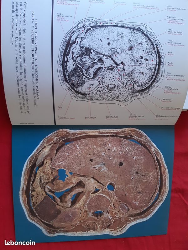 Atlas anatomique Sandoz (image 2)