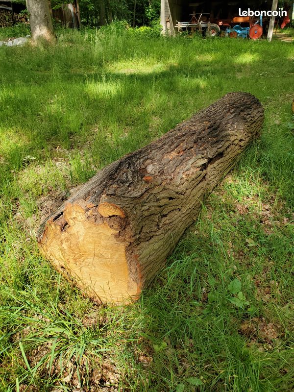 Petite grume chêne pour poutres ou planches (image 2)