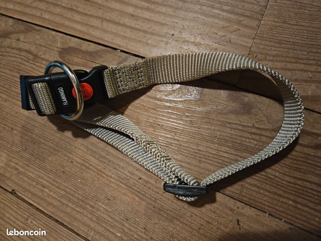 Collier chien taille L Neuf (image 2)