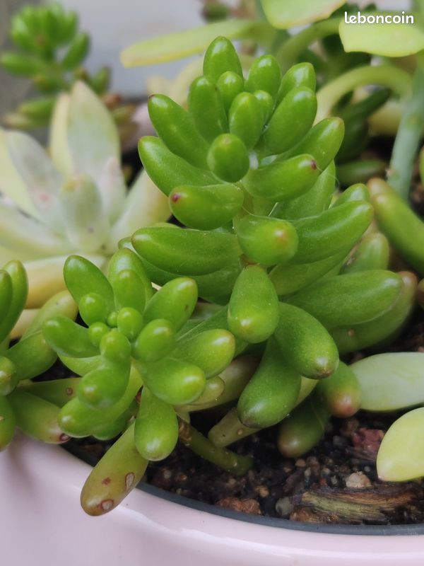Sedum Rubrotectum Rosea (image 2)
