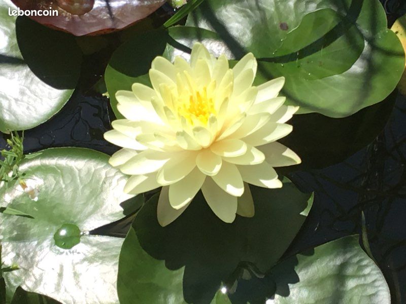 Plante de bassin ,nénuphar lemon meringue (image 1)