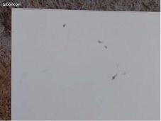 Vend petit bureau IKEA (image 2)