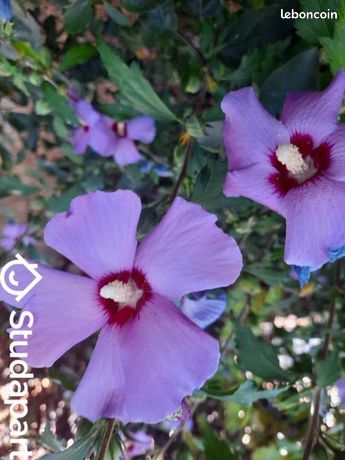 Maison a louer ris-orangis - 2 pièce(s) - 40 m2 - Surfyn