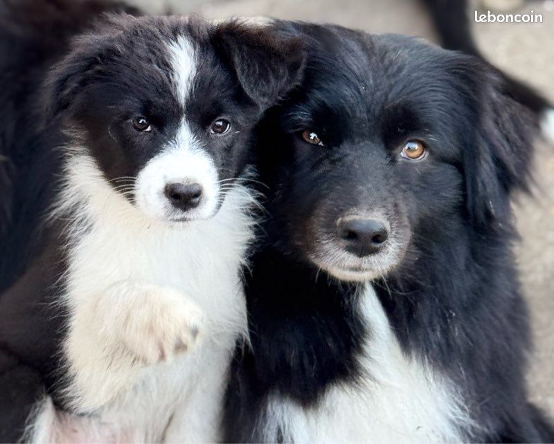 Chiots Berger Australien LOF – Élevage professionnel (image 1)