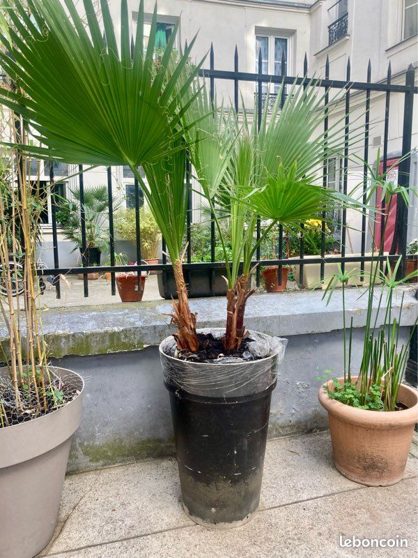 Palmier Mexicain Washingtonia (image 3)
