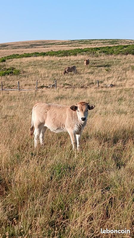 Genisse aubrac (image 1)