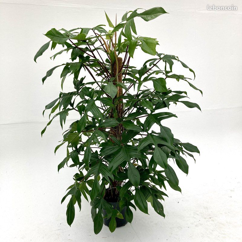 planted.pulled planted.pulled Spicy Herbs main image 1