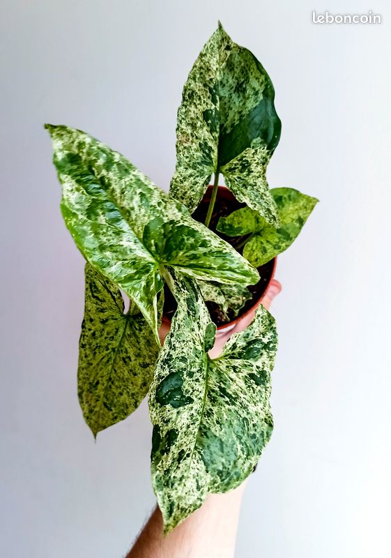 Syngonium mojito (plante rare) (image 1)