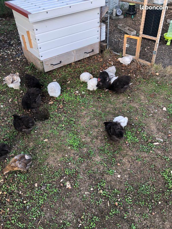 Jeune poule pekin lisse couleur chocolat (image 1)