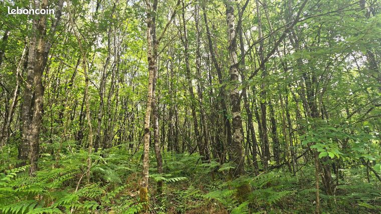 Terrain 59 000 m² Vergt