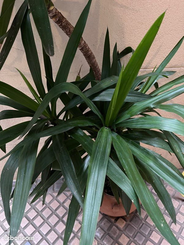 Yucca (image 2)