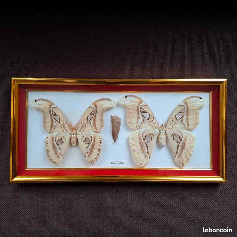 Tapisserie Ancienne Encadrée De 1992 - Motifs Papillons Et Hirondelle, Style écossais