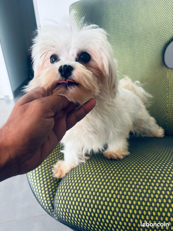 Bichon maltaise. Femelle retraite (image 2)