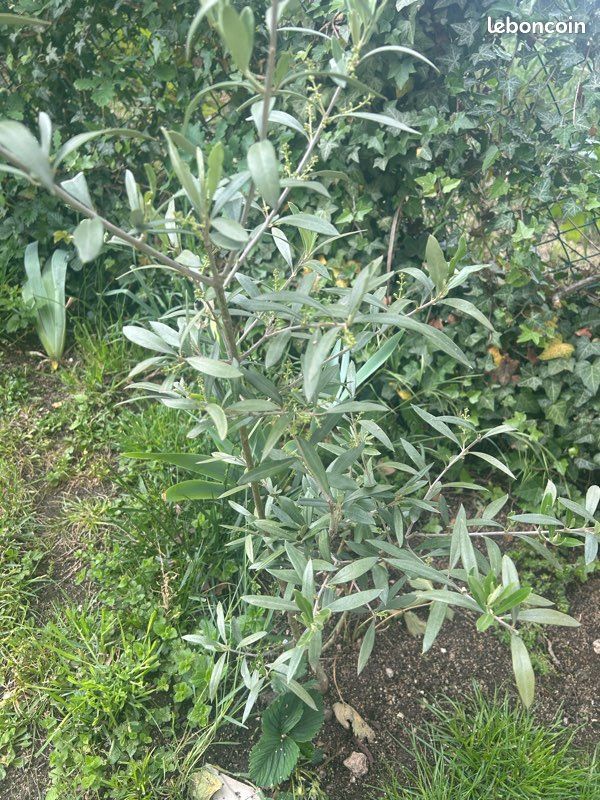 Plusieurs variété d’arbre bio d’Olivier pas de traitement à venir chercher (image 3)
