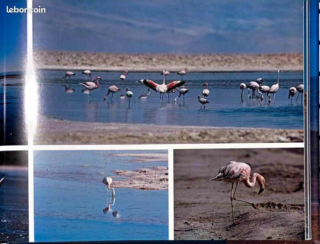 Livre - Atacama, désert d'altitude (image 2)