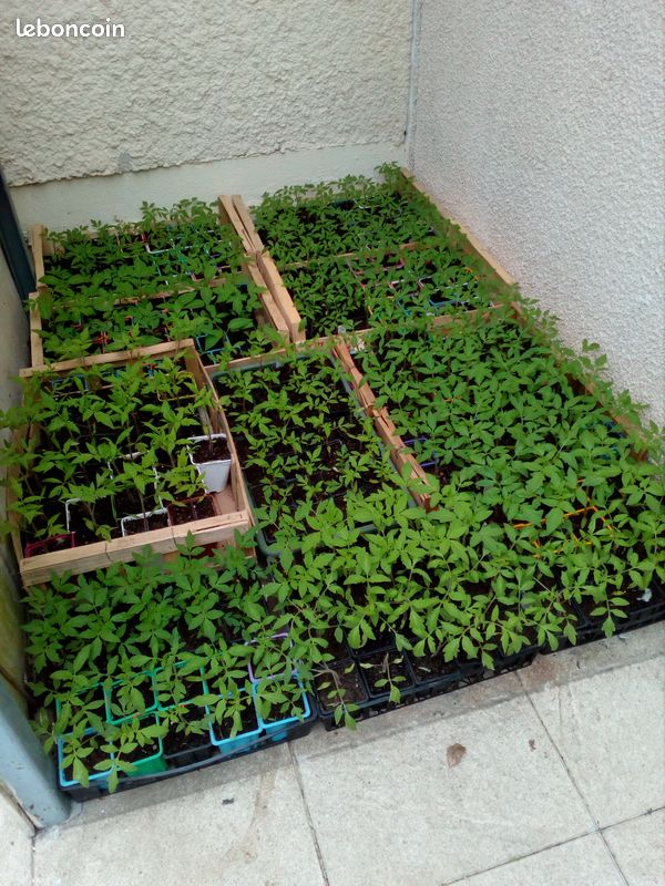Plants de tomates (image 5)