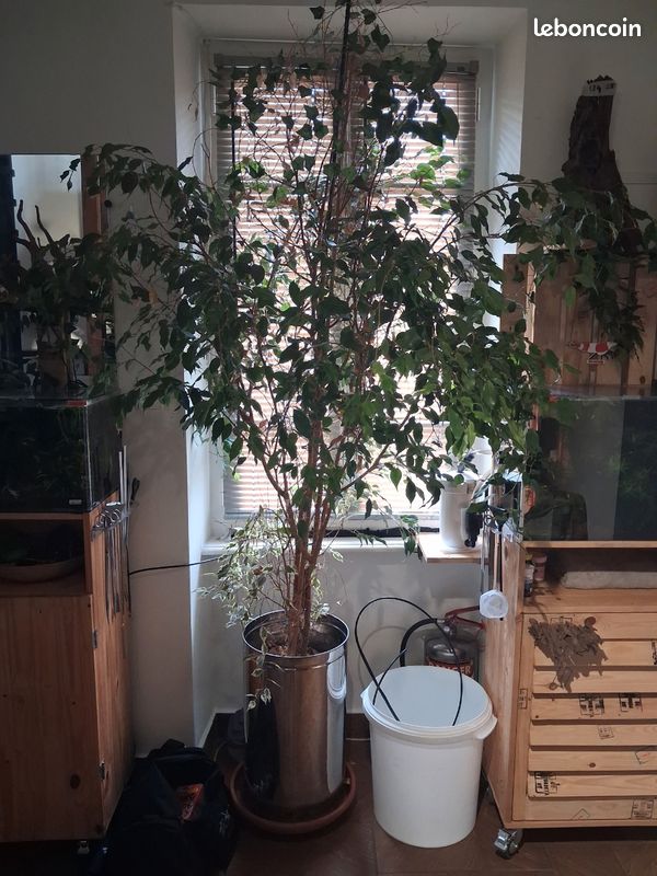 Ficus (image 4)