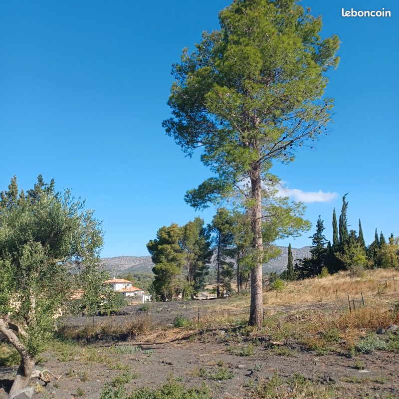 Parcelle viabilisée de 466m2 · à Cases-de-Pène · 99 000 €