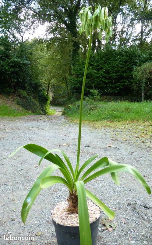 Plant agapanthe géante bleue/blanche– jardi44 (image 7)
