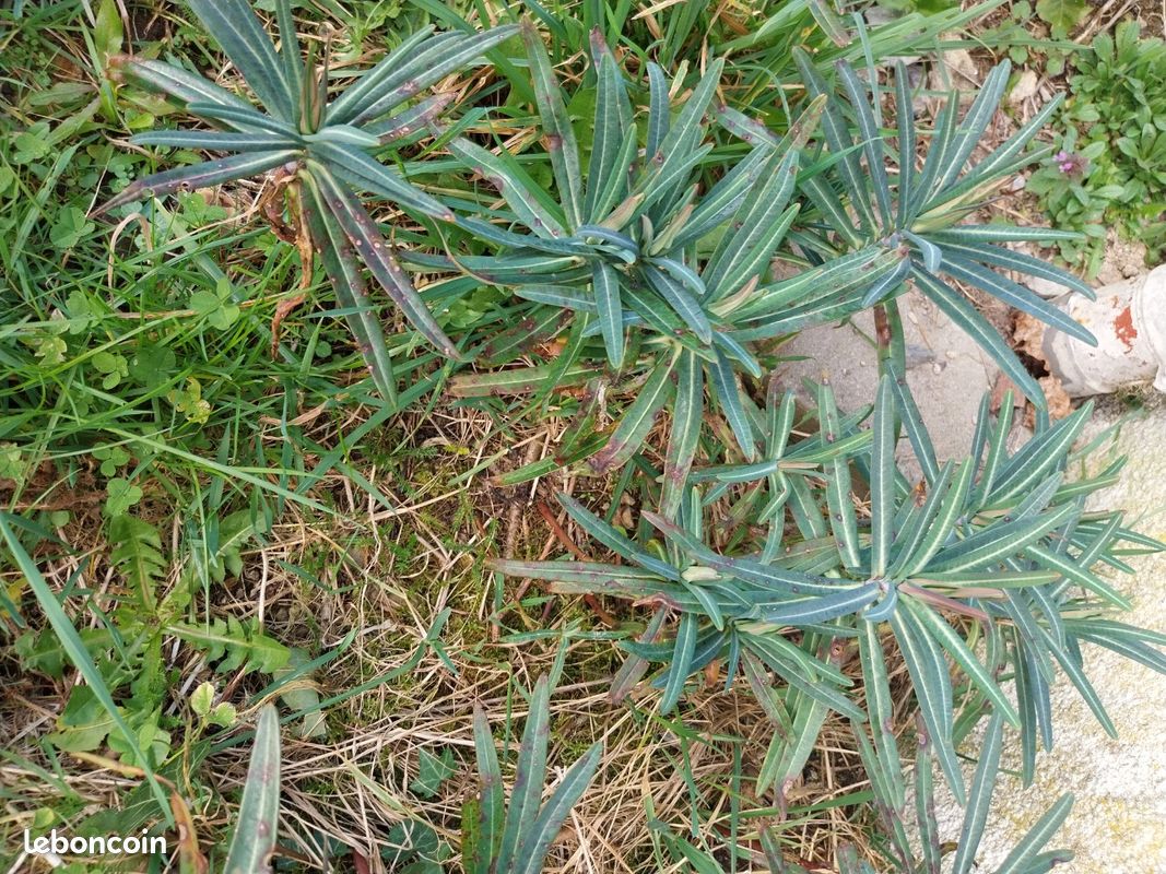 Échange au jardin (image 7)
