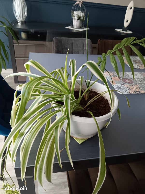 Plantes d intérieur vendues dans leur pot (image 1)