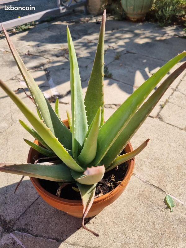 Grand Aloe Vera de 25 cm de hauteur- Plante saine et robuste (image 4)