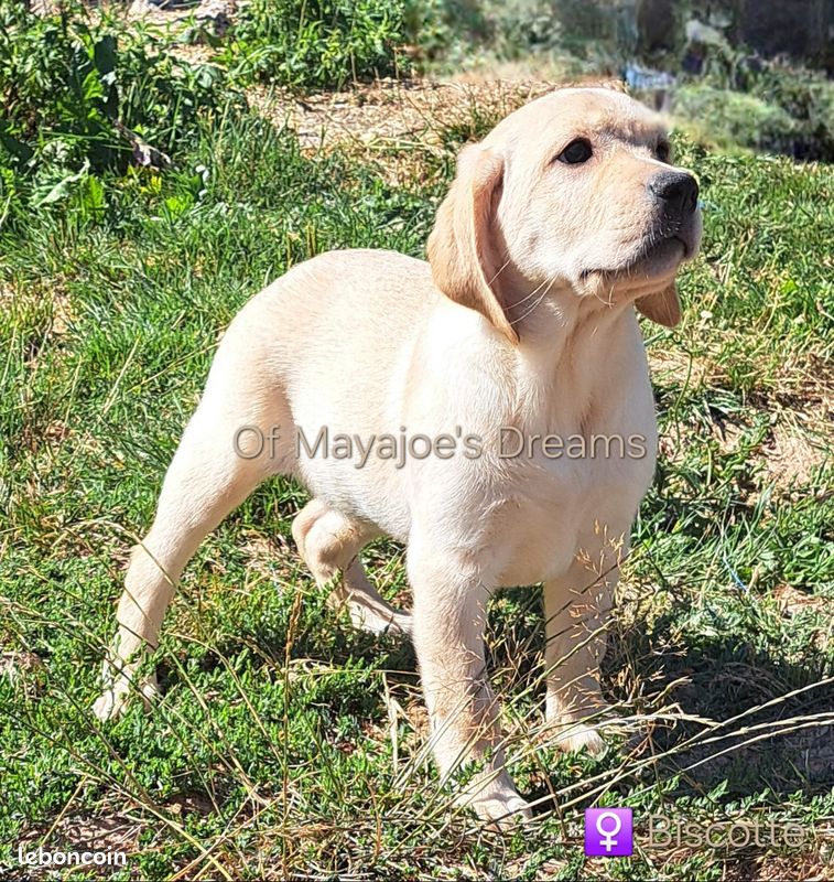 Magnifiques chiots Labrador Retriever Lof disponibles (image 2)